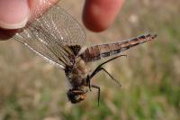 Libellula fulva