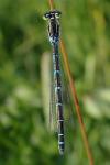 Coenagrion scitulum