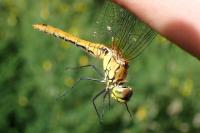 Sympetrum sanguineum