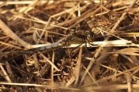 Orthetrum cancellatum