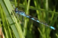 Coenagrion scitulum