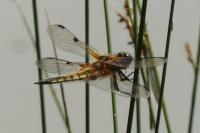 Libellula quadrimaculata