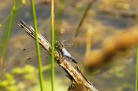 Orthetrum cancellatum