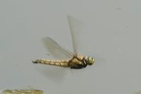 Orthetrum cancellatum