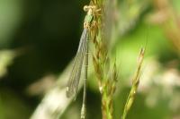 Chalcolestes viridis