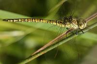 Aeshna affinis