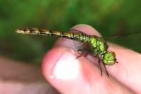 Sympetrum striolatum