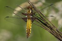 Libellula depressa