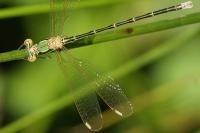 Lestes barbarus