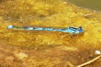 Erythromma lindenii