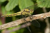 Orthetrum cancellatum