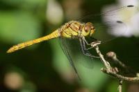 Sympetrum striolatum