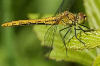 Sympetrum sanguineum