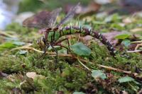 Aeshna cyanea