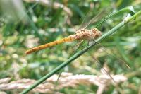 Sympetrum meridionale