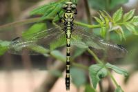 Onychogomphus forcipatus