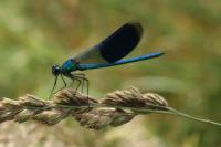 Calopteryx splendens