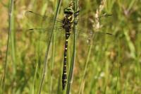 Cordulegaster boltonii