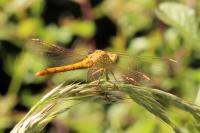 Sympetrum meridionale