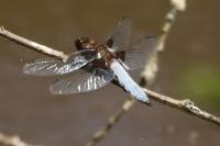 Libellula depressa