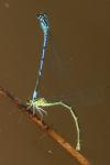 Coenagrion puella