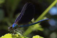 Calopteryx virgo