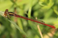 Ceriagrion tenellum