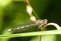 Enallagma cyathigerum