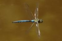 Anax imperator