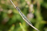 Coenagrion scitulum