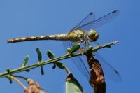 Sympetrum striolatum