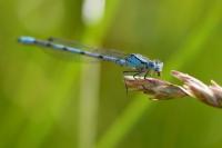 Enallagma cyathigerum