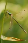 Lestes barbarus
