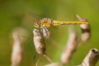 Sympetrum sanguineum