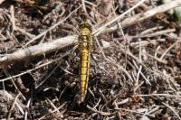 Orthetrum cancellatum