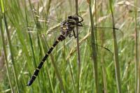 Cordulegaster boltonii