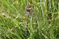 Cordulegaster boltonii