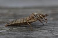 Stylurus flavipes