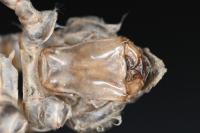 Stylurus flavipes