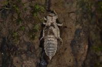 Onychogomphus forcipatus