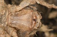 Onychogomphus forcipatus