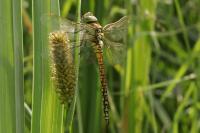 Aeshna affinis