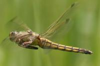 Orthetrum cancellatum