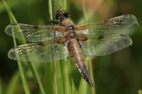 Libellula quadrimaculata