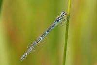 Coenagrion scitulum