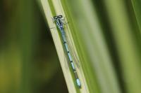 Coenagrion puella