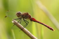 Sympetrum sanguineum