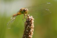 Sympetrum meridionale