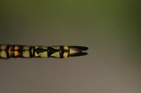 Aeshna affinis