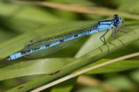 Enallagma cyathigerum
